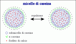 micelle_caseina
