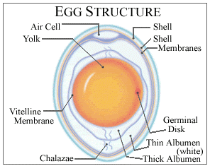 struttura dell'uovo