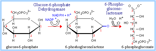 glucosio-6-fosfato