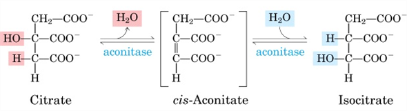 citrato isomerizzazione