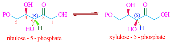 ribulosio isomerizzazione