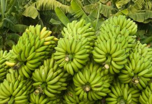 Banana Crop History Nutritional Value and Health Benefits 1 da Chimicamo