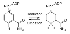 ossidazione NAD+-chimicamo