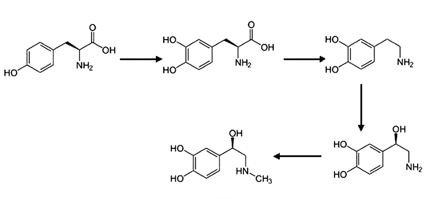 sintesi catecolammine