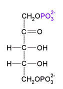 Ribulosio 1,5-bisfosfato