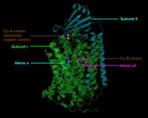 struttura citocromo c ossidasi