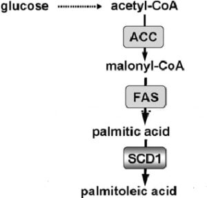sintesi acido palmitoleico