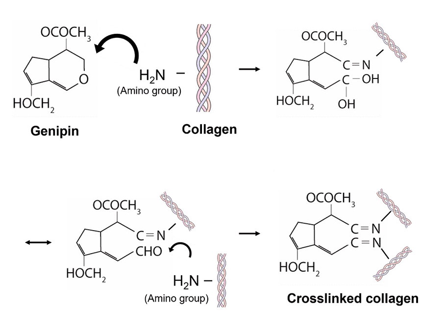 collagene