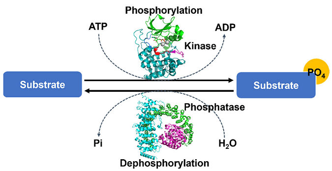 fosforilazione delle proteine