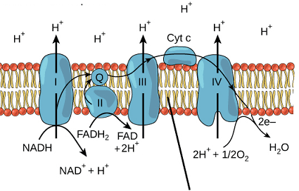 fosforilazione ossidativa