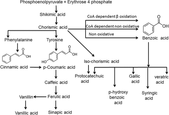 biosintesi degli acidi fenolici