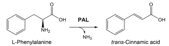 formazione dell'acido acido trans cinnamico